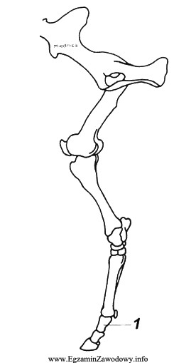 Na rysunku przedstawiono układ kości kończyny miednicznej 