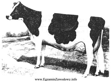 Na zdjęciu przedstawiono krowę o typie użytkowym