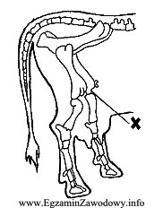 Schemat przedstawia szkielet kończyn tylnych krowy. Znakiem X oznaczono 