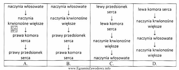 Wskaż prawidłową kolejność przepływu krwi żylnej w krwiobiegu 