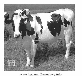Na zdjęciu przedstawiono krowę rasy