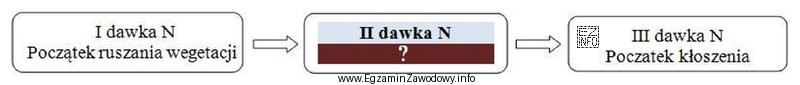 Uzupełnij termin zastosowania drugiej dawki nawozów azotowych w 