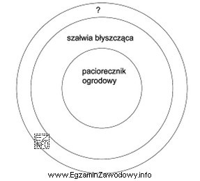 Do obsadzenia obwódki rabaty zaznaczonej na schemacie znakiem ? moż
