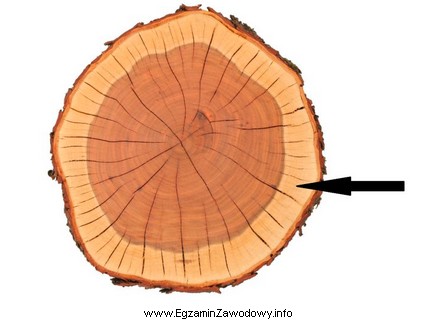 Część przekroju poprzecznego pnia drzewa zaznaczona na rysunku 