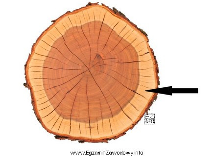 Część przekroju poprzecznego pnia drzewa zaznaczona na rysunku 