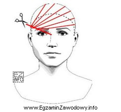 Przedstawiony rysunek schematyczny należy wykorzystać podczas strzyżenia grzywki 