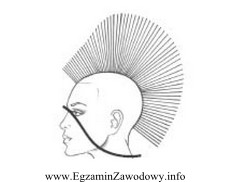Zamieszczony rysunek przedstawia kontur strzyżenia fryzury typu