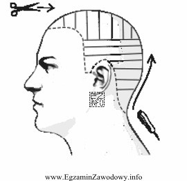 Na rysunku instruktażowym przedstawiono podział włosów na 