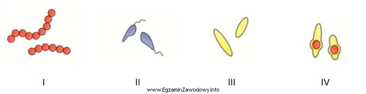 Które ilustracje przedstawiają formy cylindryczne bakterii?