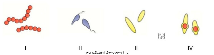 Które ilustracje przedstawiają formy cylindryczne bakterii?