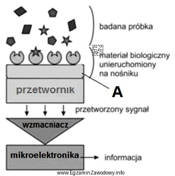 Na zamieszczonym schemacie biosensora literą A oznaczono