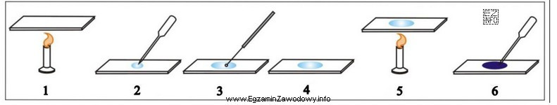 Na ilustracji przedstawiono poszczególne etapy wykonania preparatu mikroskopowego utrwalonego. 