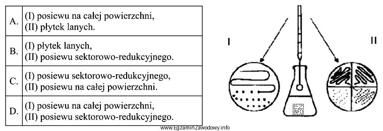 Którymi metodami przeprowadzono izolację kultur przedstawioną na rysunku?