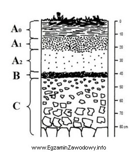 Na profilu glebowym literą B oznaczono poziom