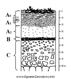 Na profilu glebowym literą B oznaczono poziom