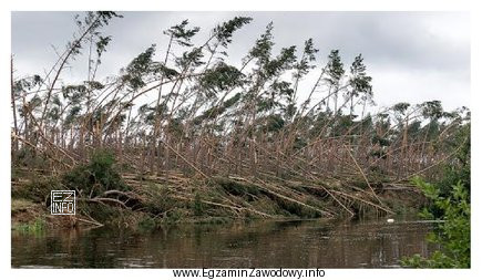 Połamane z powodu silnego wiatru drzewa i zalegające 