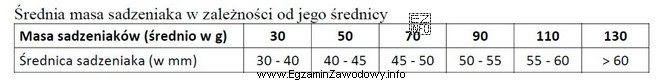 W gospodarstwie sadzone są ziemniaki o średnicy 40-45 mm w 
