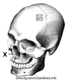 Który element budowy anatomicznej czaszki oznaczony jest na ilustracji 
