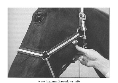 Na zdjęciu przedstawiono badanie tętna u konia na 