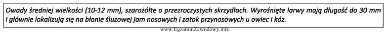 Schorzenie wywołane przez opisanego pasożyta to