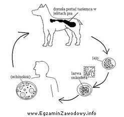 Na schemacie przedstawiony jest cykl rozwojowy tasiemca