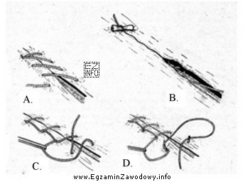 Który z przedstawionych na rysunku szwów to szew 