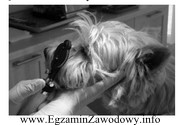 Zdjęcie przedstawia wykonywanie u psa badania narządu wzroku, 