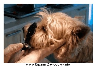 Zdjęcie przedstawia wykonywanie u psa badania narządu wzroku, 