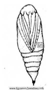 Na rysunku przedstawiono znalezioną w ściółce poczwarkę
