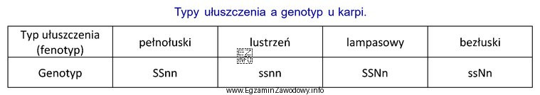 Największa liczba potomstwa obarczonego genem letalnym NN powstanie w 