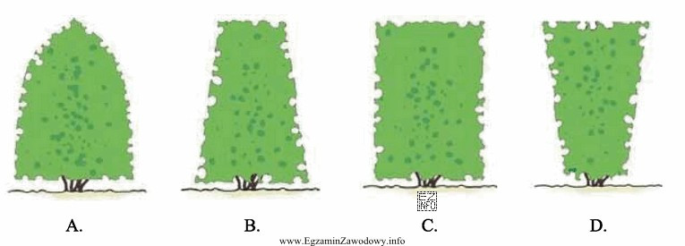 Kukurydza przeznaczona na kiszonkę z całych roślin powinna 