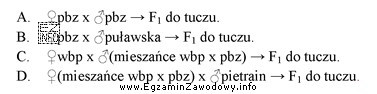 Który schemat krzyżowania towarowego świń pozwala na uzyskanie 