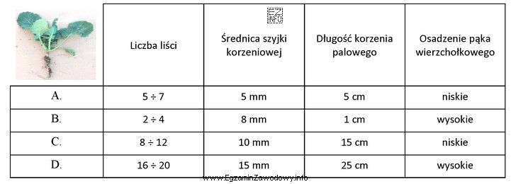 Na podstawie wskaźników biologicznego rozwoju roślin rzepaku 