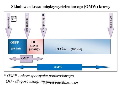 Oblicz długość okresu międzyciążowego (OMC) krowy, dla 