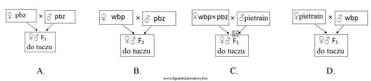 Wskaż schemat doboru par, w którym w produkcji żywca 