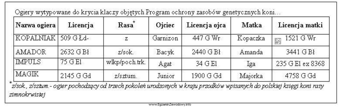 Klacz rasy zimnokrwistej ma 62,5% udziału krwi koni sokólskich. 