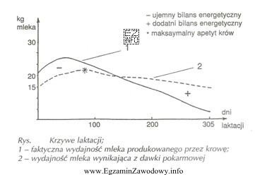 Krowa produkuje więcej mleka niż wynika to z pobranej 