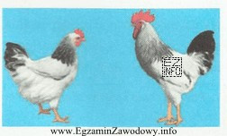Rasa przedstawiona na zdjęciu nadaje się do hodowli w 