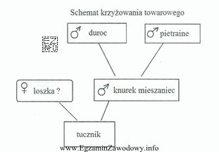 Dobierz rasę loszki do krzyżowania towarowego trzyrasowego, prowadzonego wedł