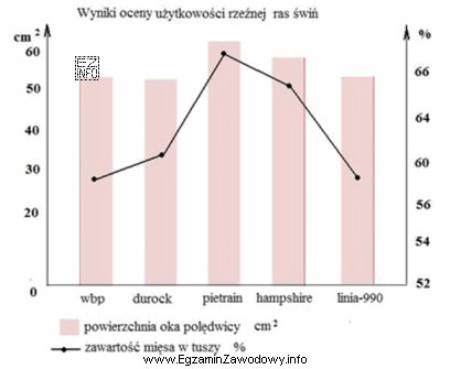 Jakiej rasy knura należy wybrać do pokrycia loszki polskiej 