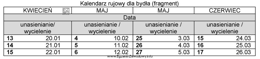 Zgodnie z tabelą, krowa unasieniona 6 maja bieżącego roku, 