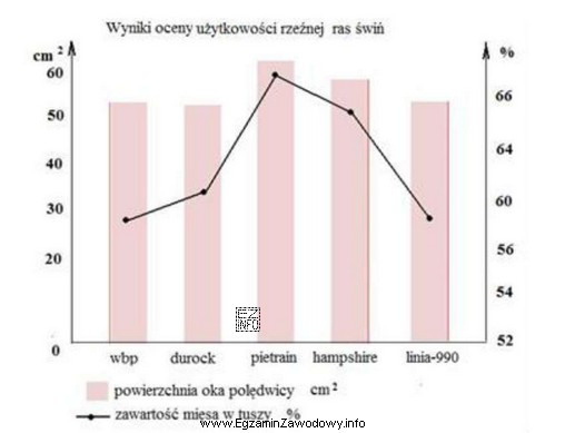 Jakiej rasy knura należy wybrać do pokrycia loszki polskiej 