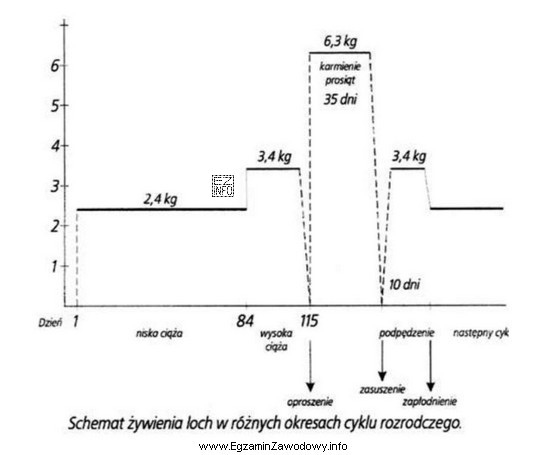 Korzystając z poniższego schematu żywienia loch w 