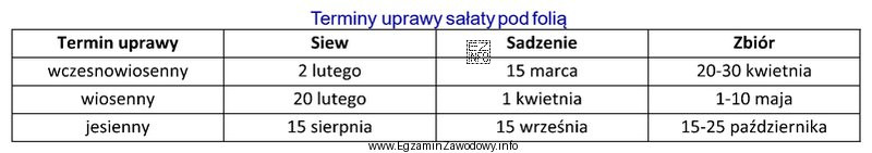 Zaplanuj termin siewu sałaty pod folią na zbiór 