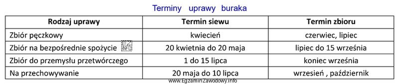 Na podstawie danych zawartych w tabeli wskaż termin wysiewu buraka 