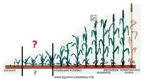 Faza rozwoju traw zaznaczona znakiem 