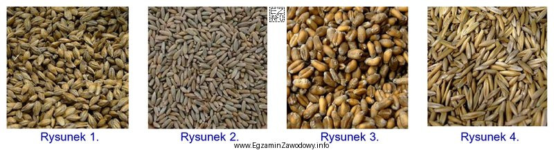 Który rysunek przedstawia ziarno owsa?