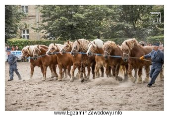 Wskaż rasę koni i figurę pokazową zaprezentowaną na rysunku