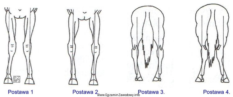 Wskaż postawę krowią kończyn konia.