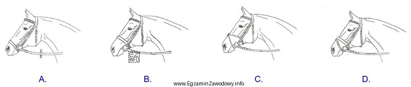 Wskaż ogłowie wędzidłowe z nachrapnikiem hanowerskim.
